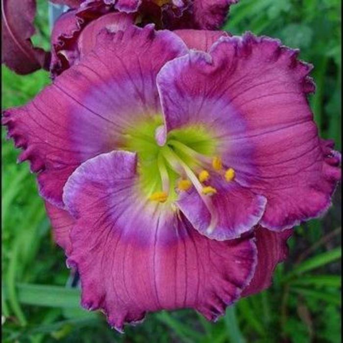 Hemerocallis 'Lavender Blue Baby' plant