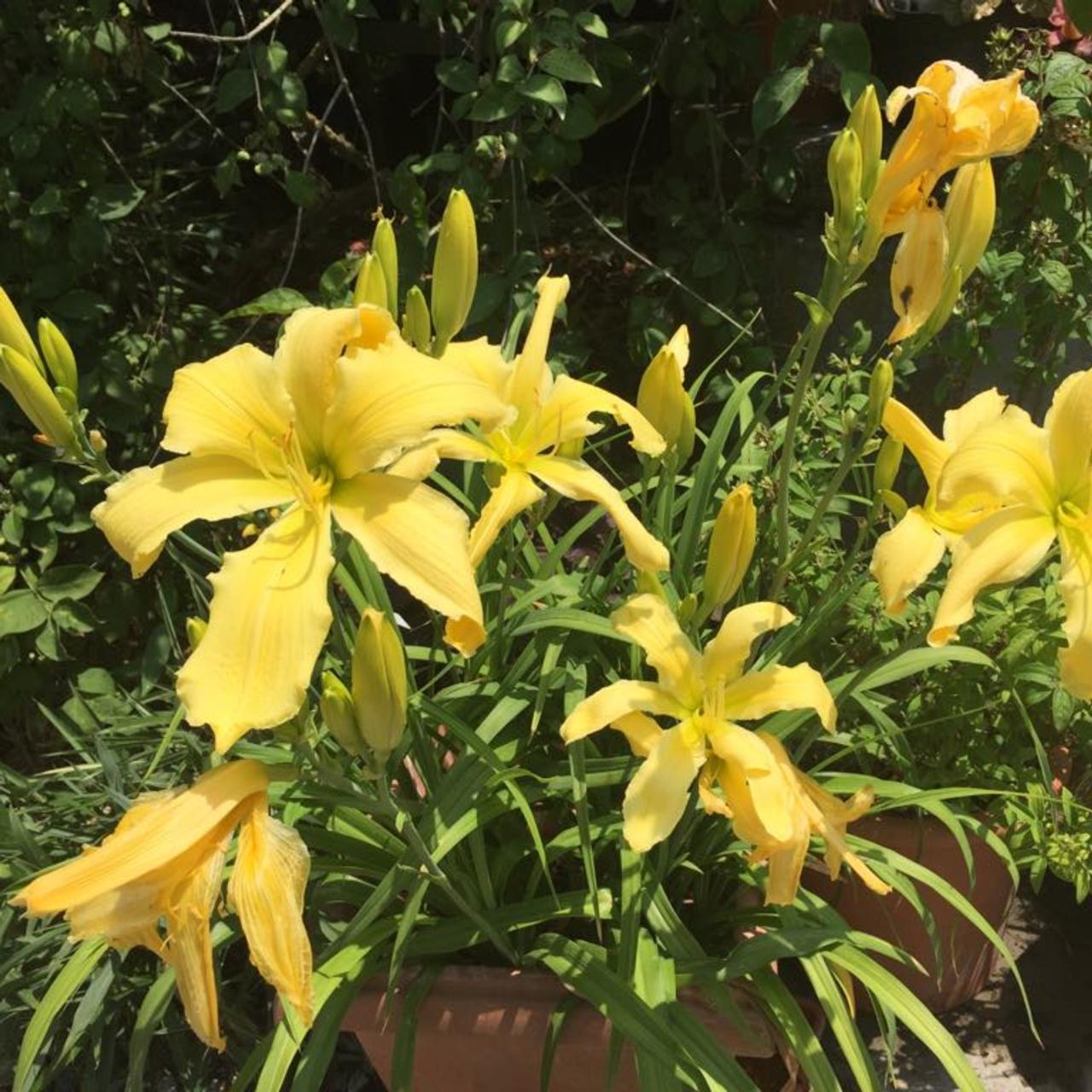 Hemerocallis 'Lemon Starfish' plant