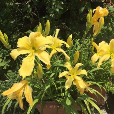 hemerocallis-lemon-starfish