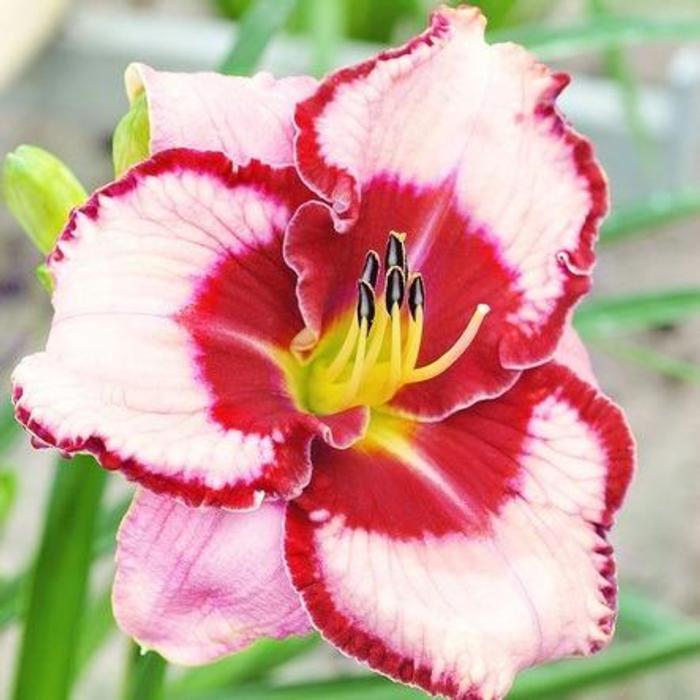 Hemerocallis 'Lies and Lipstick' plant