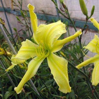 hemerocallis-limoncello