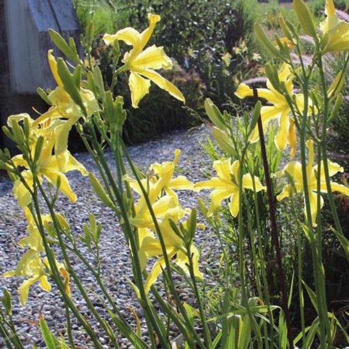 Hemerocallis 'Limoncello' plant