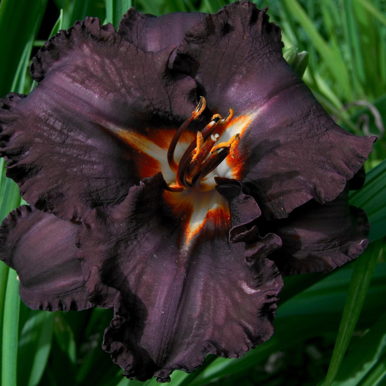 Hemerocallis 'Longfields Black Magic' plant