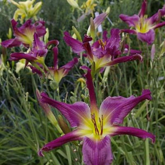 Hemerocallis 'Loth Lorien' plant