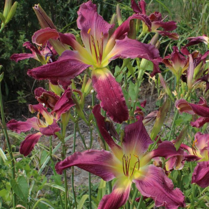 Hemerocallis 'Loth Lorien' plant