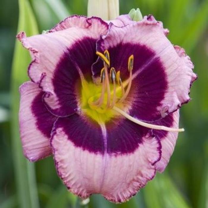 Hemerocallis 'Macbeth' plant