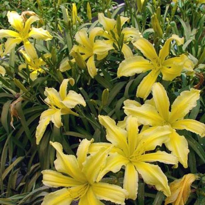 Hemerocallis 'Madmoiselle Costanza' plant