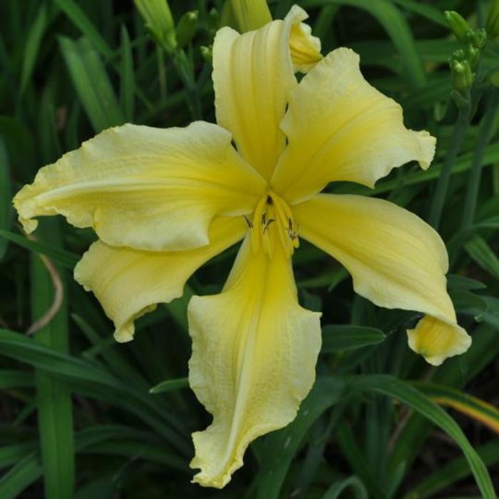 Hemerocallis 'Madmoiselle Costanza' plant