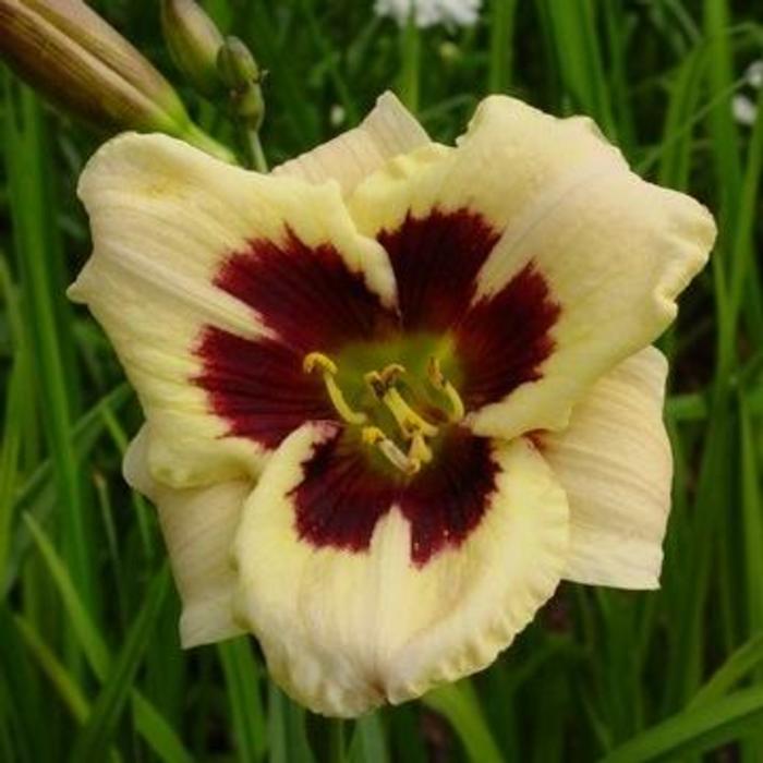 Pěstování Hemerocallis Moonlit Masquerade