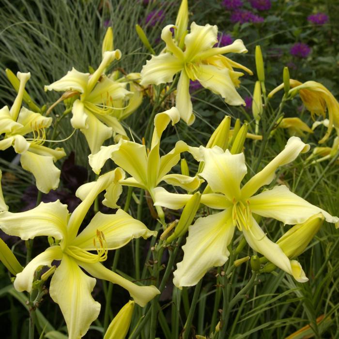 Hemerocallis 'Moonlit Summerbird' plant