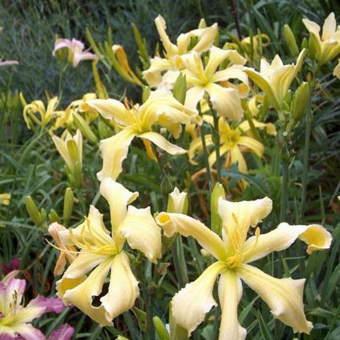 Hemerocallis 'Moonlit Summerbird' plant