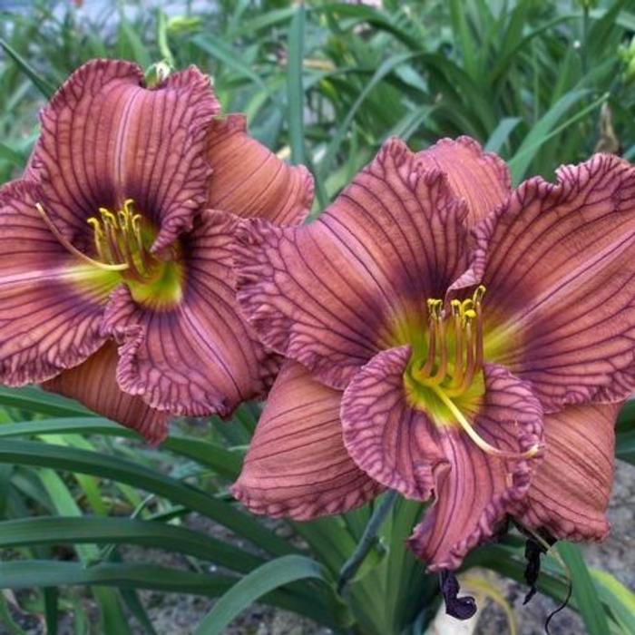 Hemerocallis 'Nowhere to Hide' plant