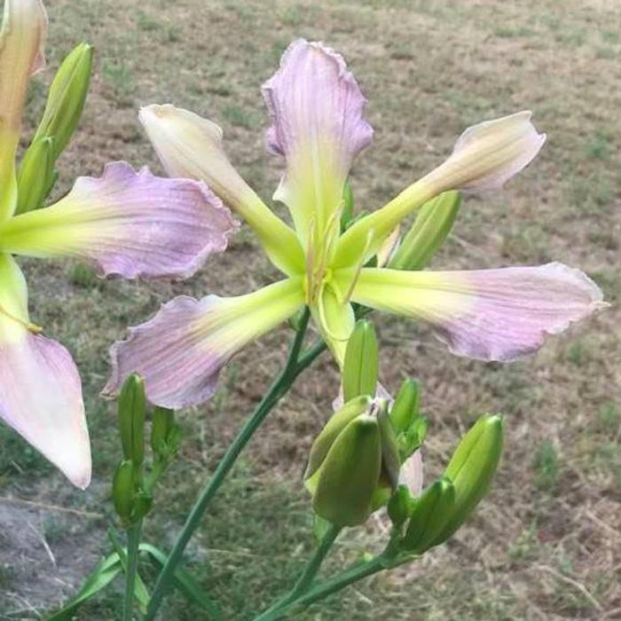 Hemerocallis 'Palantir' plant