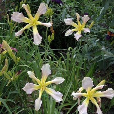 hemerocallis-palantir