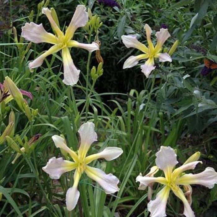 Hemerocallis 'Palantir' plant