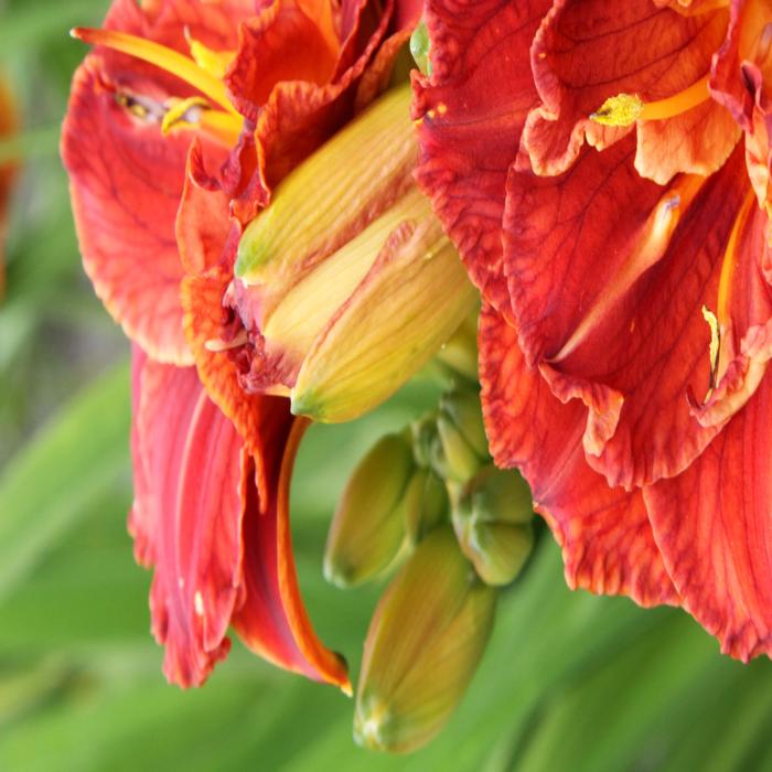Hemerocallis 'Paprika Flame' plant
