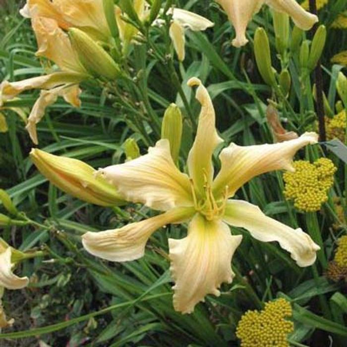 Hemerocallis 'Peach Twister' plant