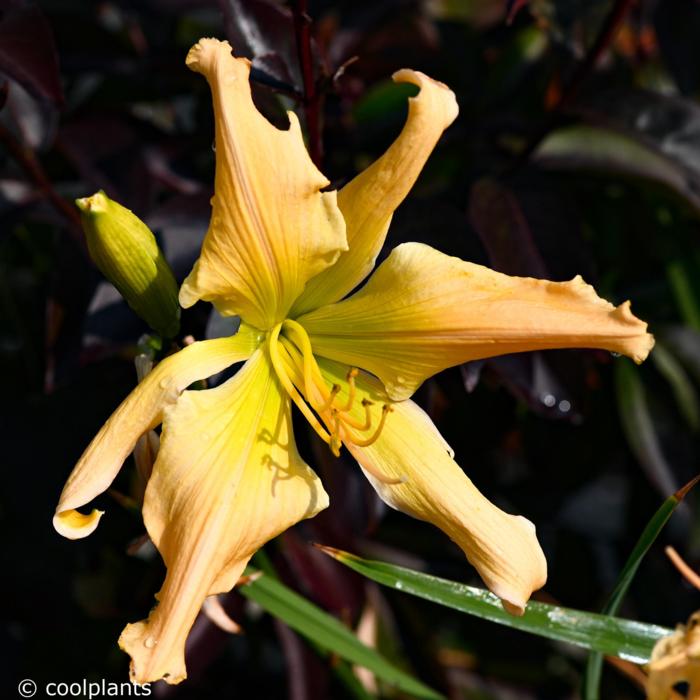 Hemerocallis 'Peach Twister' plant