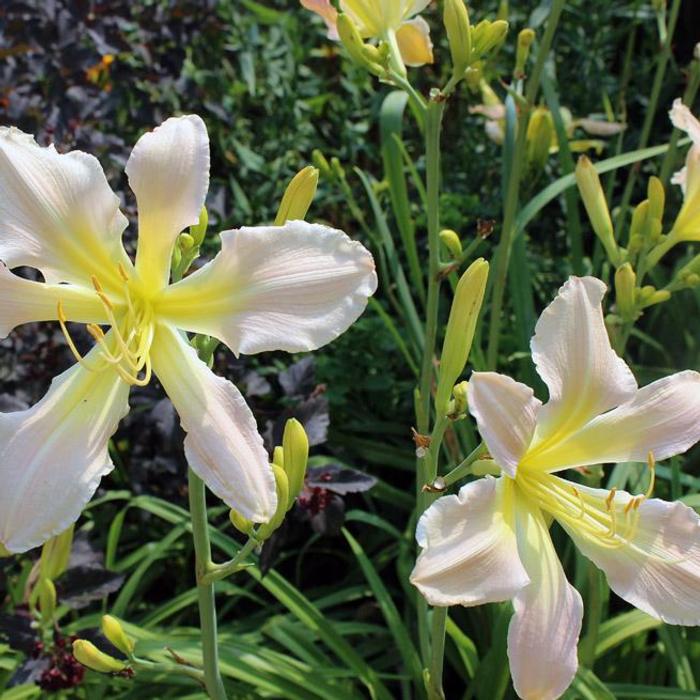 Hemerocallis 'Pearly Summerbird' plant