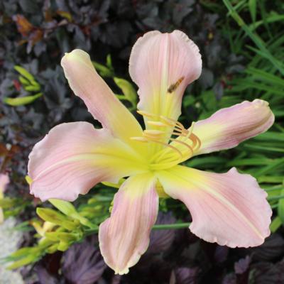 hemerocallis-pearly-summerbird