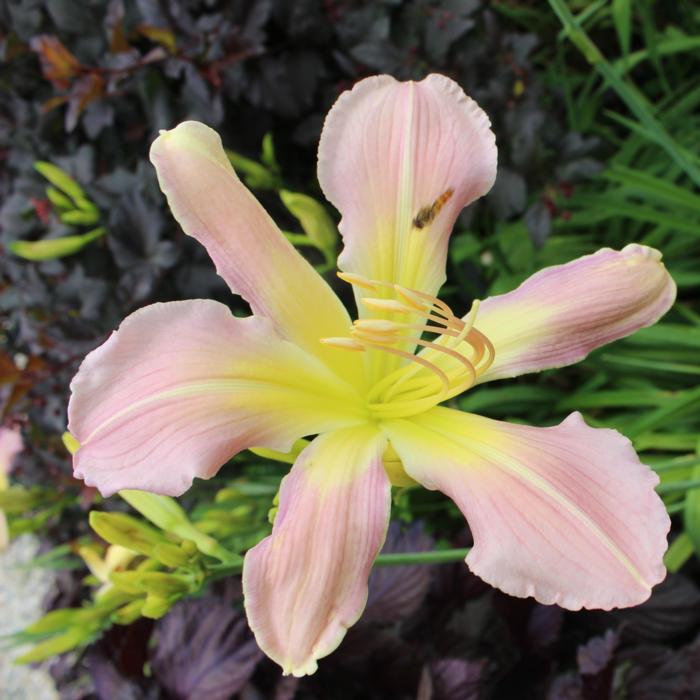 Hemerocallis 'Pearly Summerbird' plant