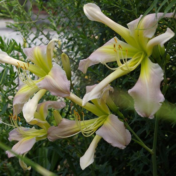 Hemerocallis 'Princess Summerbird' plant