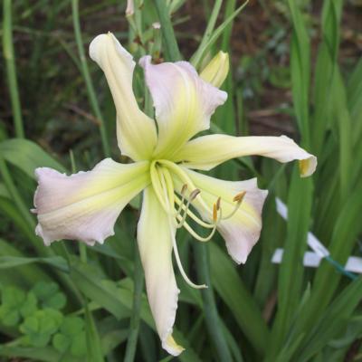 hemerocallis-princess-summerbird