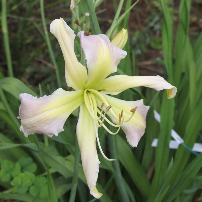 Hemerocallis 'Princess Summerbird' plant