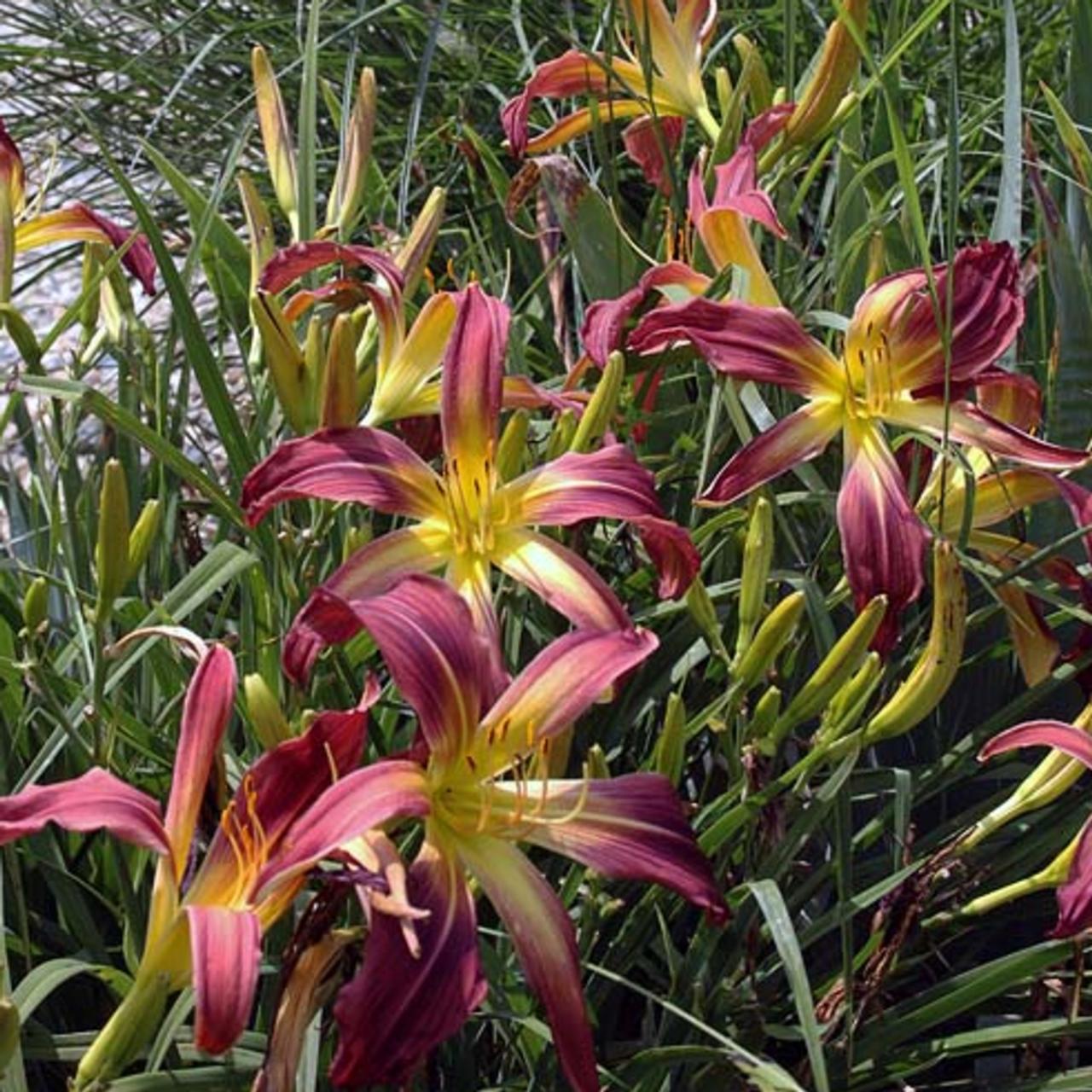 Hemerocallis 'Roger Grounds' plant