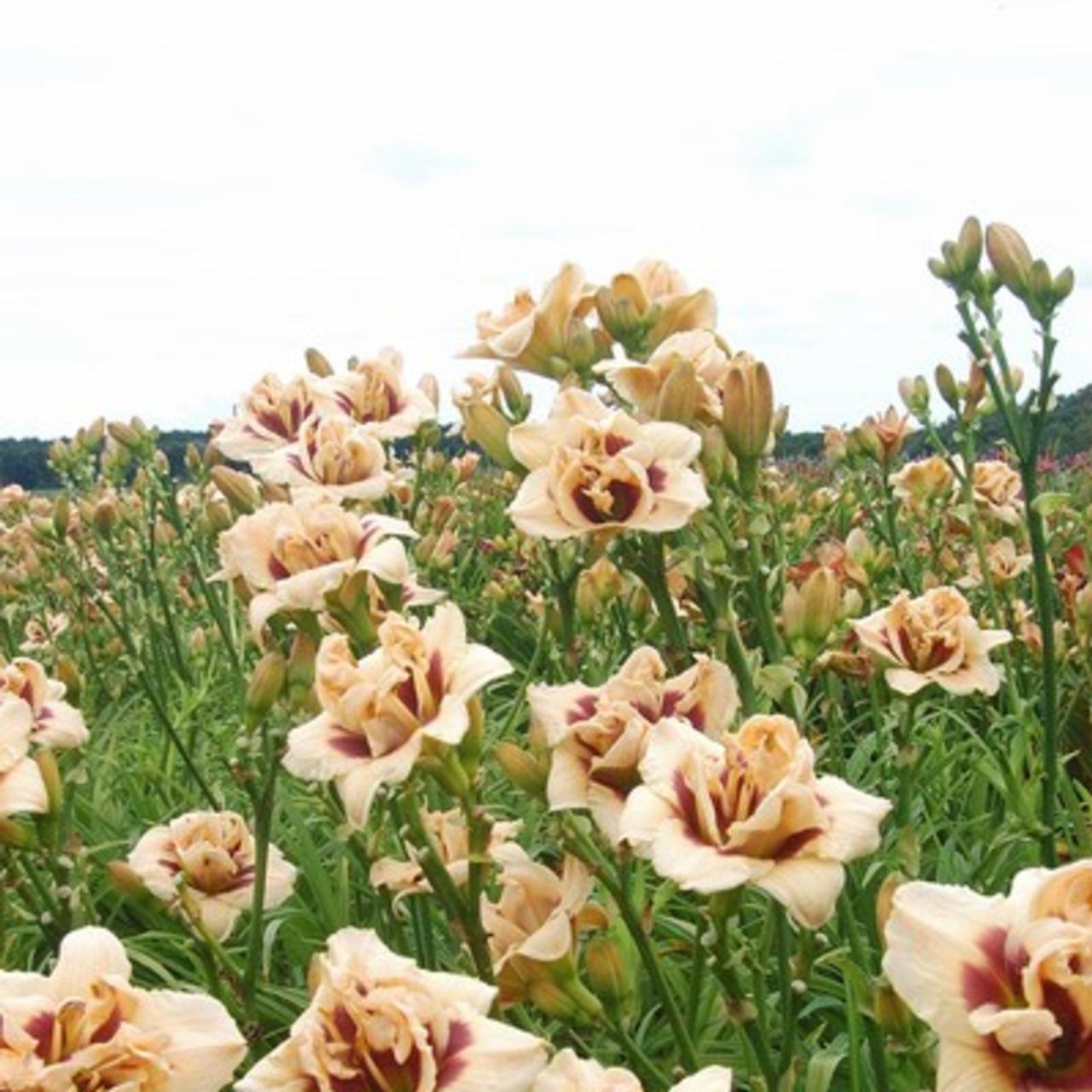 Hemerocallis 'Roswitha' plant