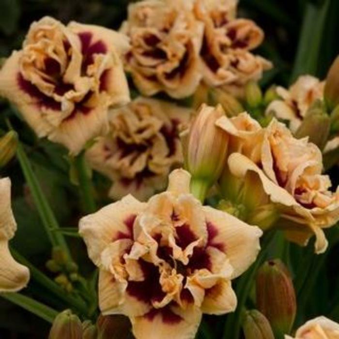 Hemerocallis 'Roswitha' plant