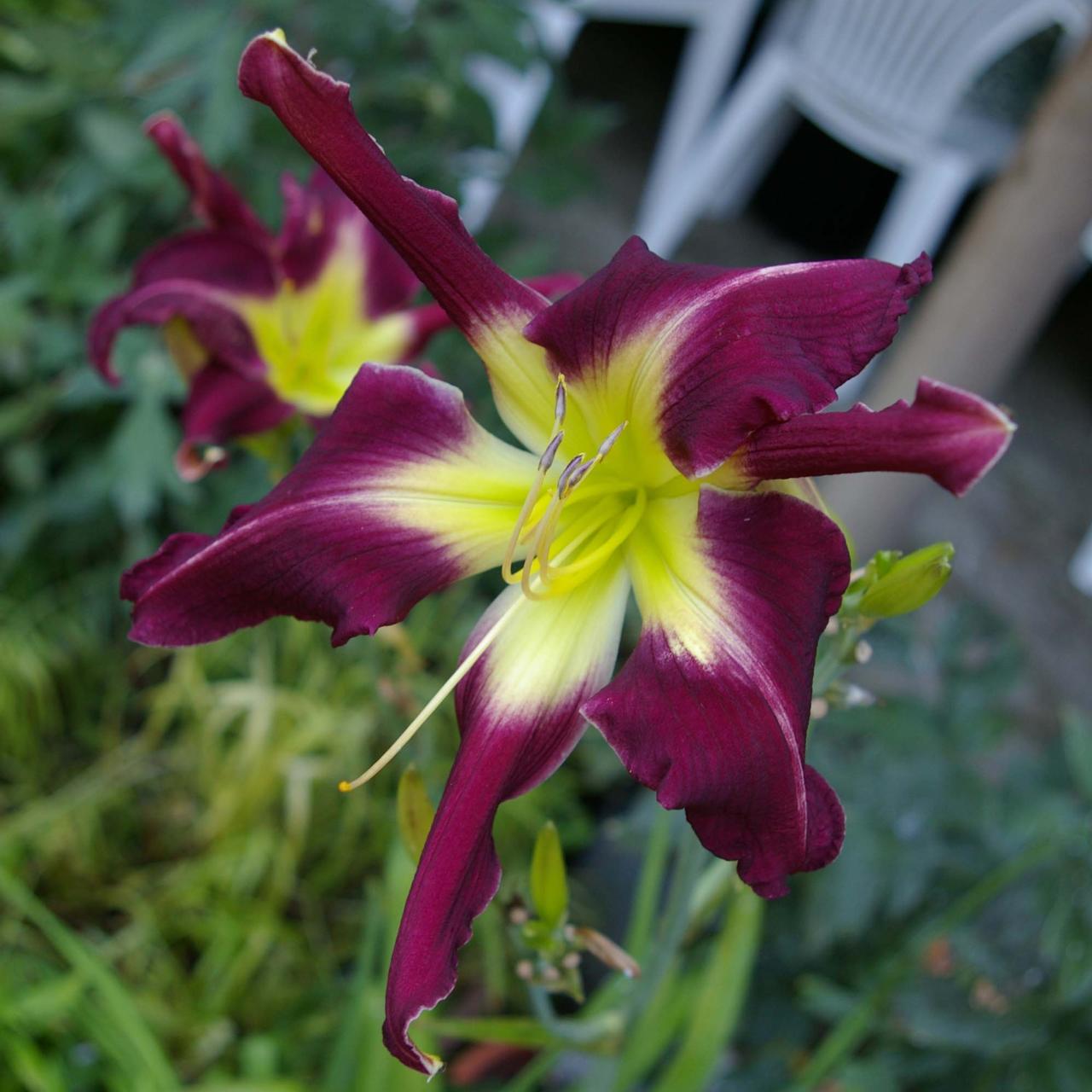 Hemerocallis 'Shannon Leah' plant