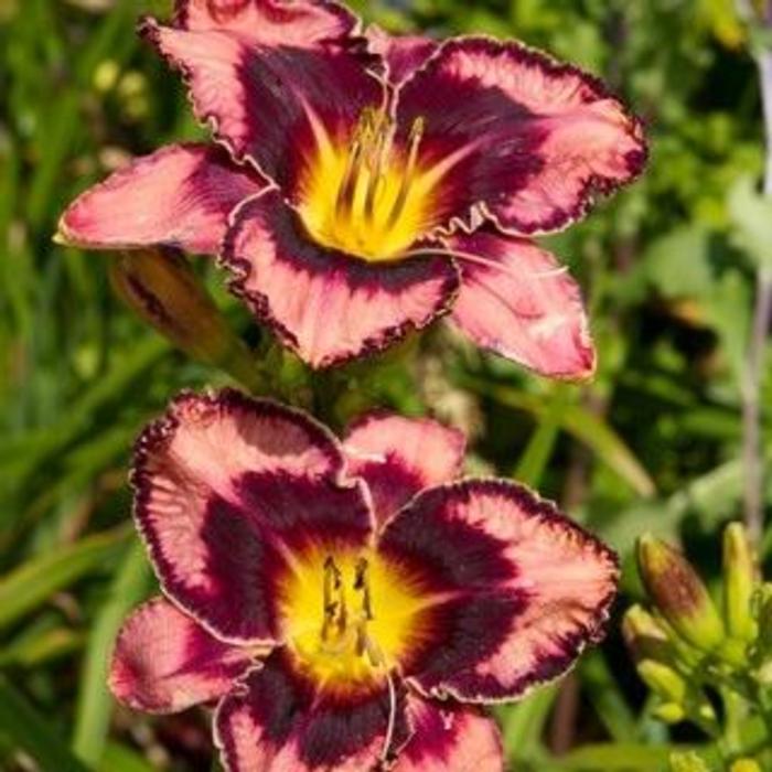 Hemerocallis 'Simmons Ouverture' plant