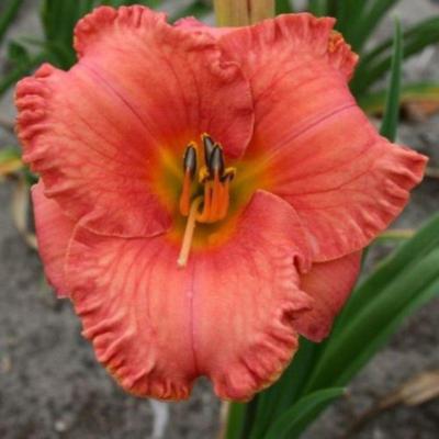 hemerocallis-st-simons-island