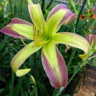 hemerocallis-string-bikini