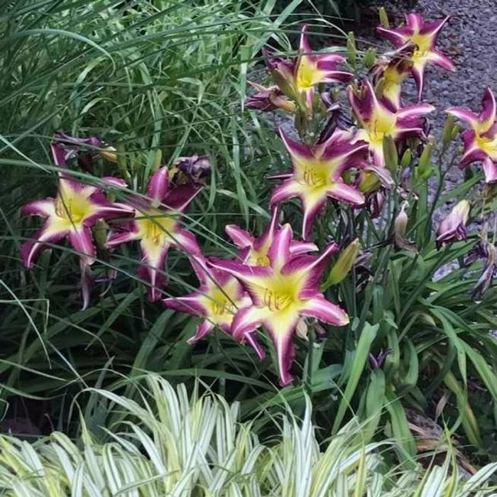 Hemerocallis 'The Dragon Reborn' plant