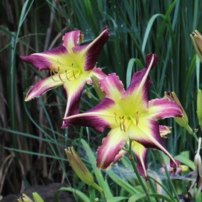 hemerocallis-the-dragon-reborn