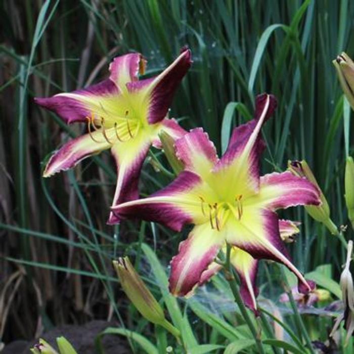 Hemerocallis 'The Dragon Reborn' plant