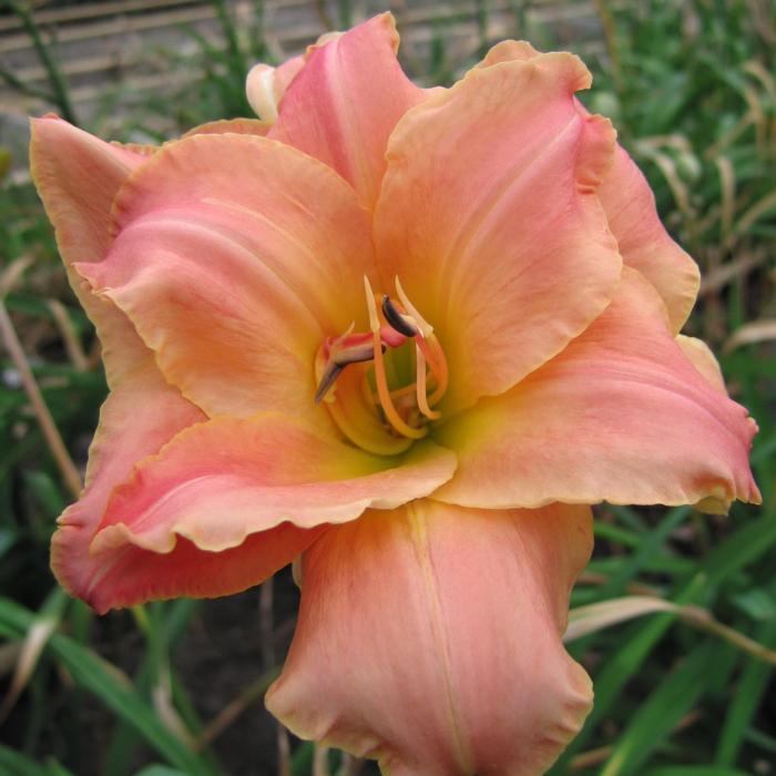 Hemerocallis 'Think Pink' plant