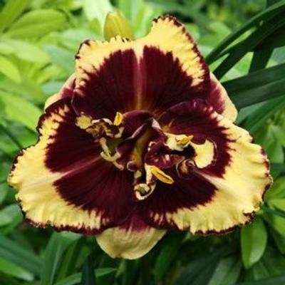 hemerocallis-tiger-blood