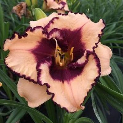 hemerocallis-tropical-surprise