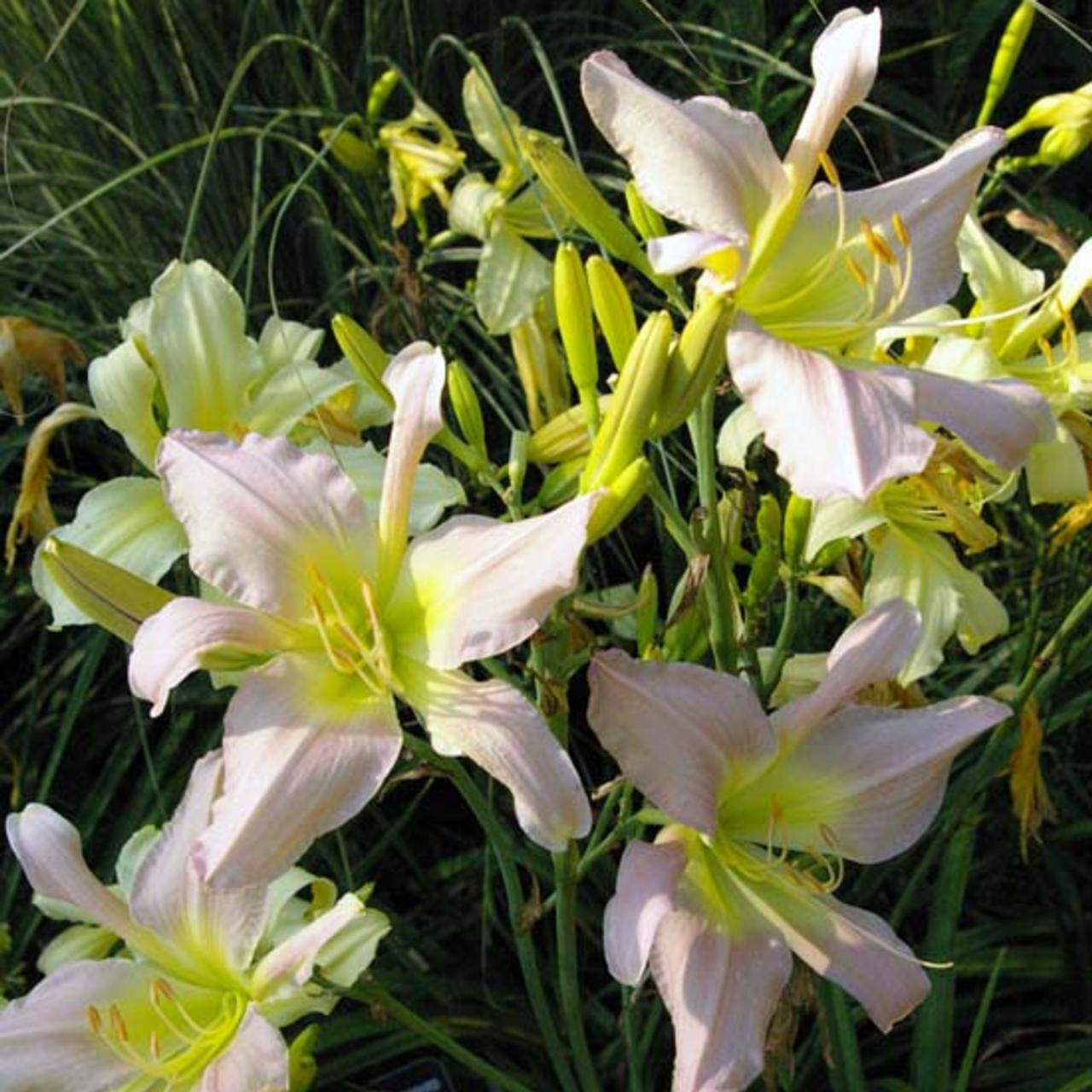 Hemerocallis 'Vanessa Arden' plant