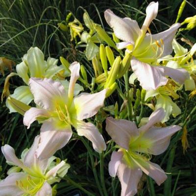 hemerocallis-vanessa-arden