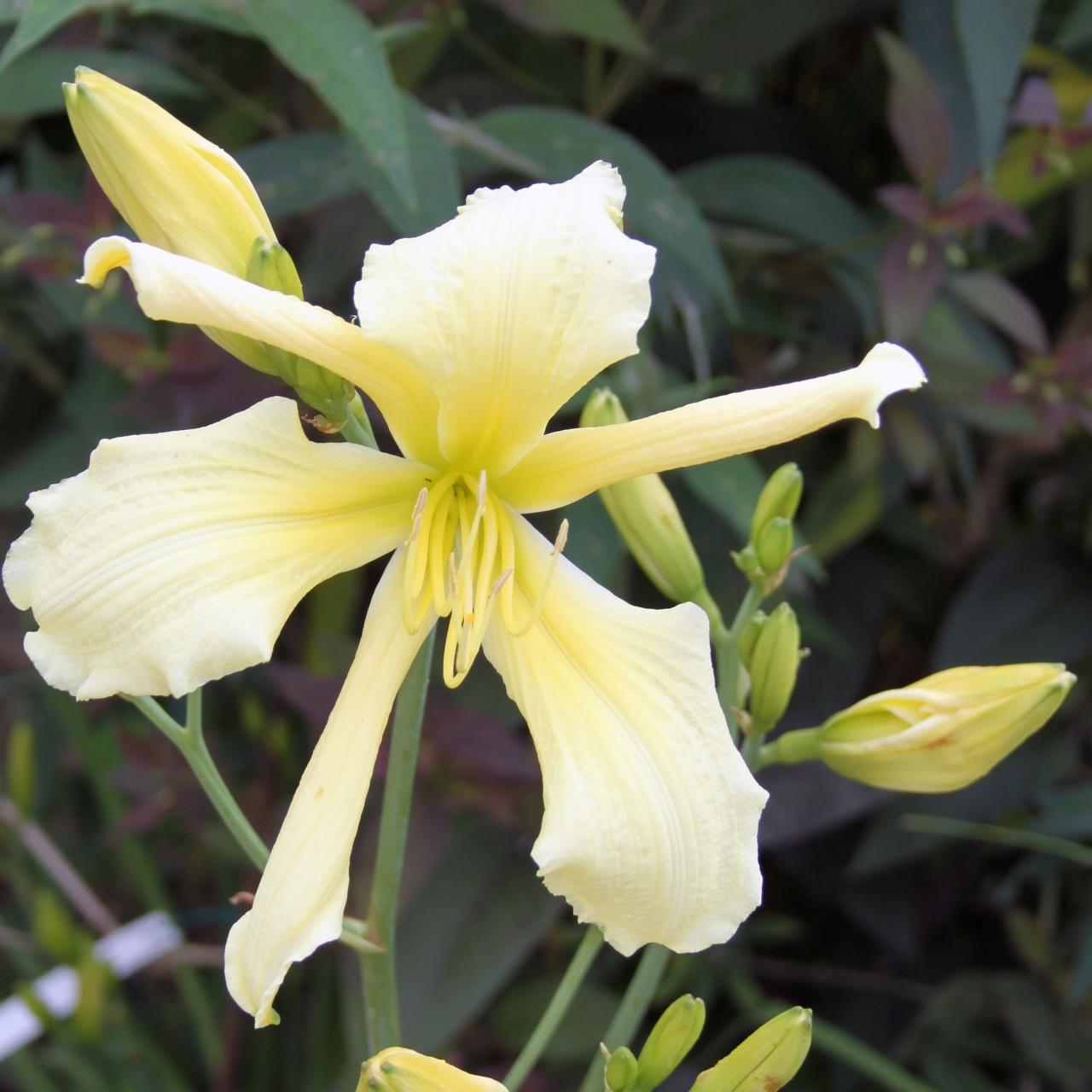 Hemerocallis 'Yellow Spoonbill' plant