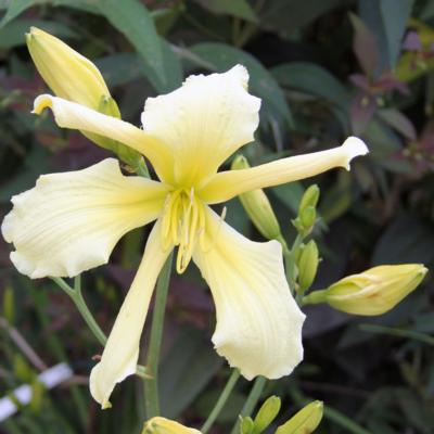 hemerocallis-yellow-spoonbill