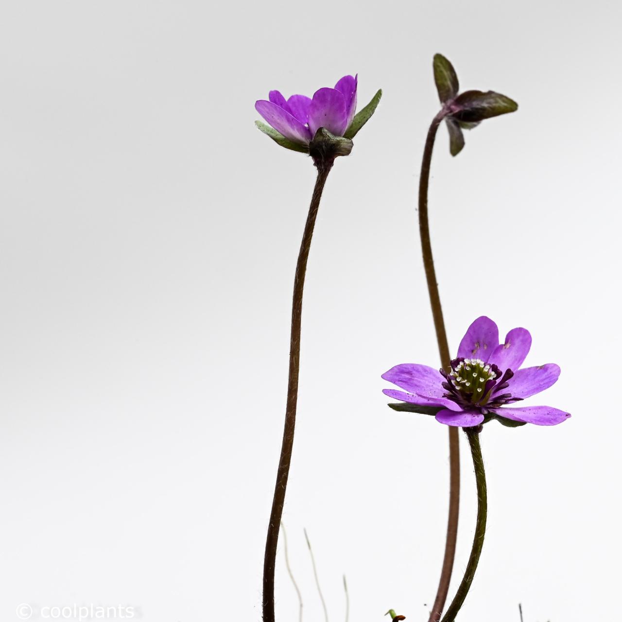 hepatica-nobilis-purple-forest Hepatica nobilis 'Purple Forest' plant