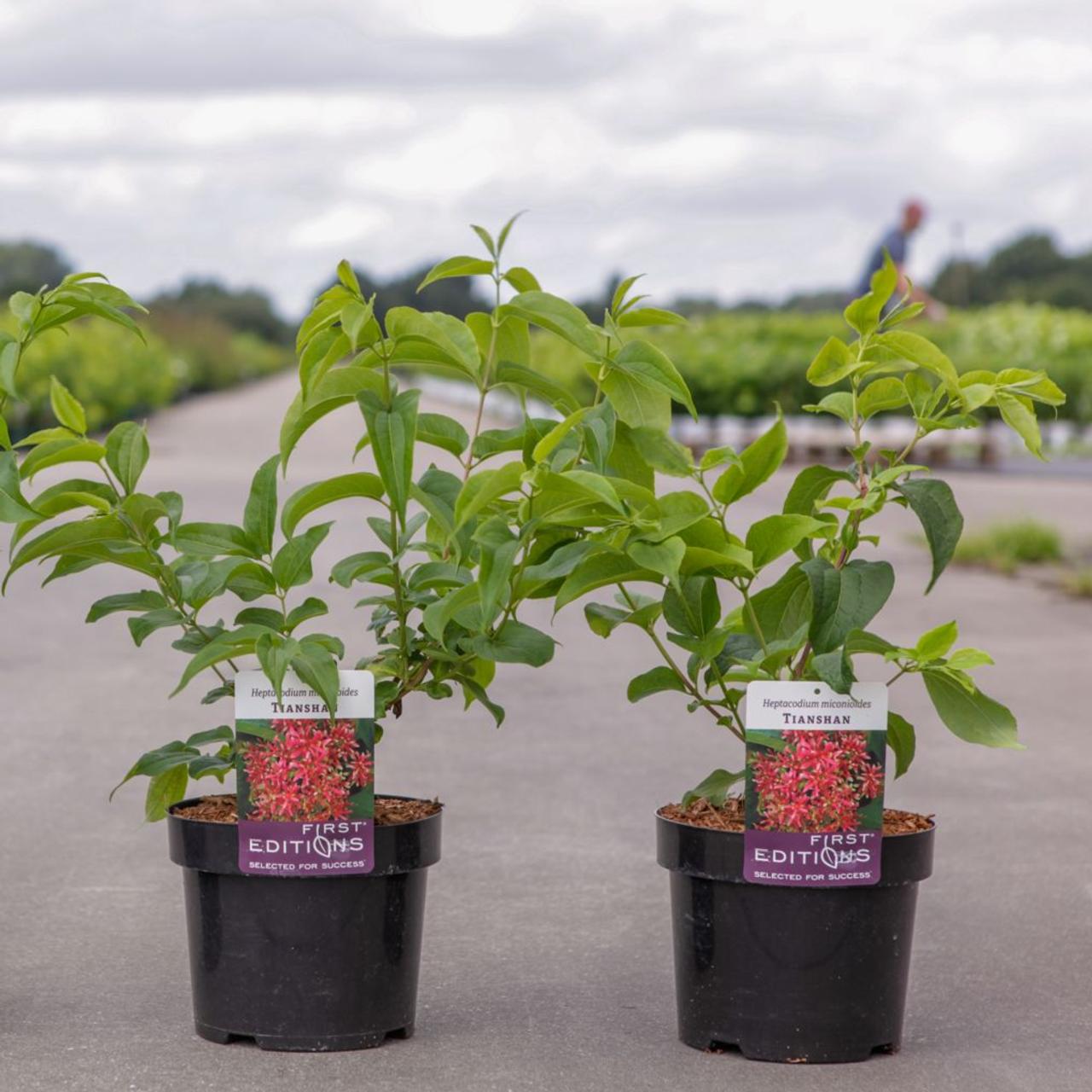 Heptacodium miconioides 'Tianshan' plant