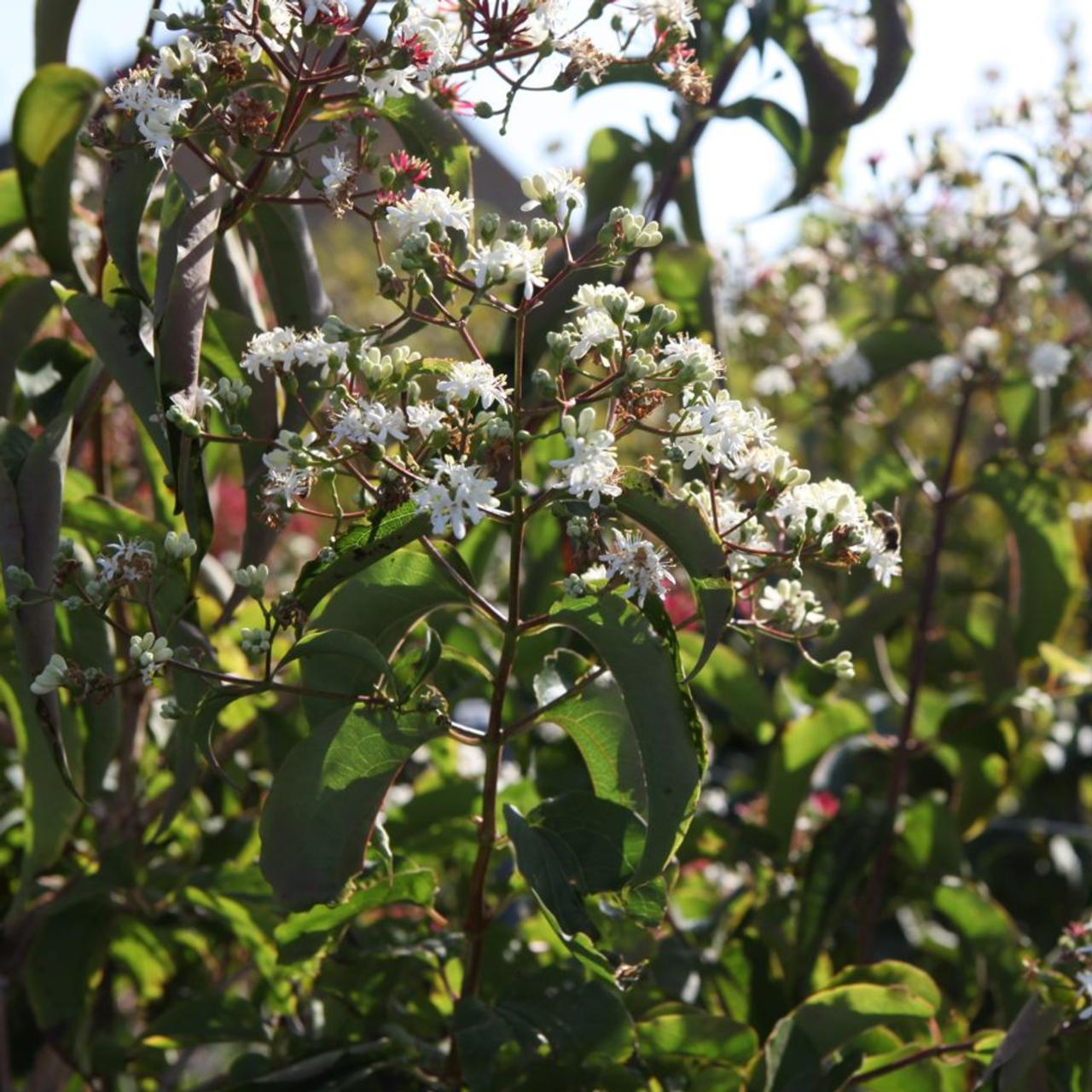 Heptacodium miconioides plant