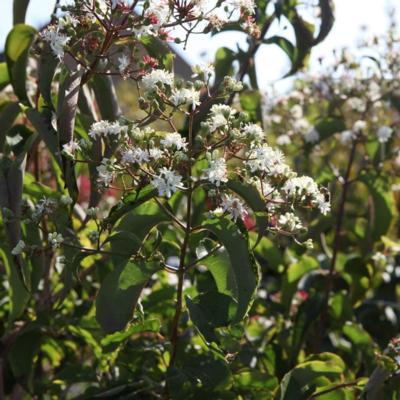 heptacodium-miconioides