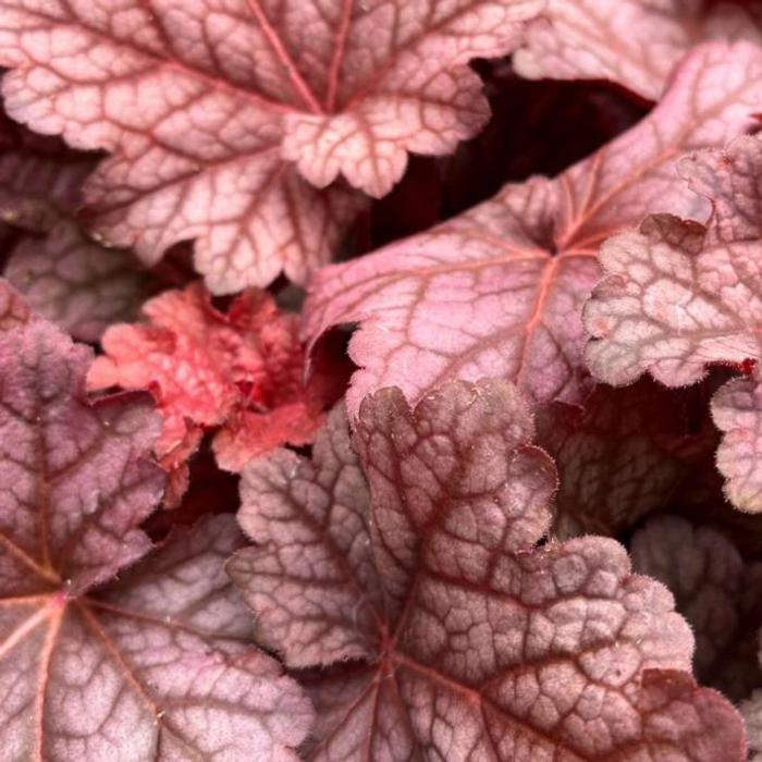 Heuchera 'Berry Smoothie' plant